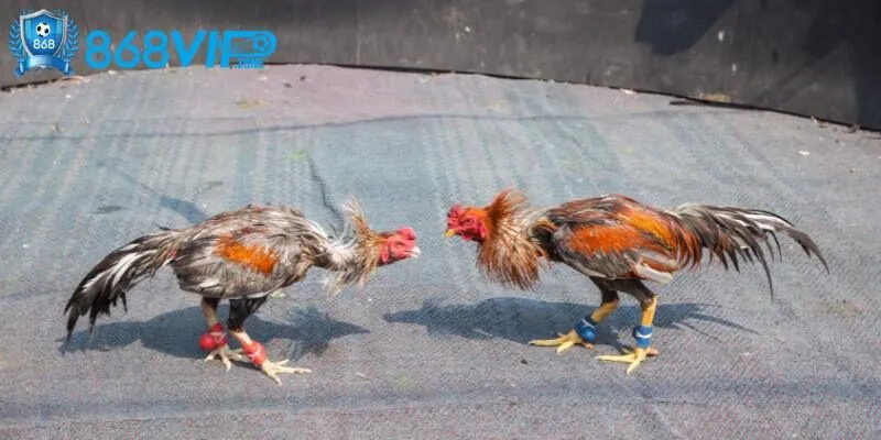 Đá gà Peru tạo sự kịch tính trong từng đòn đá