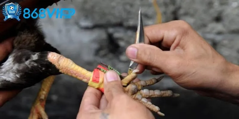 Đặc trưng tạo nên nét riêng của hình thức đá gà trực tiếp cựa sắt