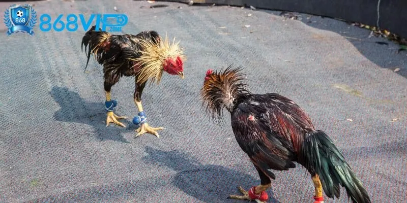 Gà Peru thuần chủng thể hiện sự hiếu chiến, mạnh mẽ