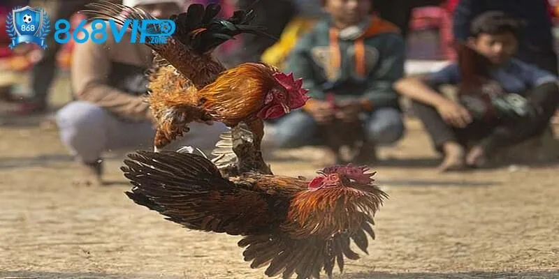 Màu mạng gà đá áp dụng phân tích theo màu sắc chính xác