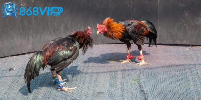 Ưu điểm, lợi thế tạo nên sức hút từ loại hình đá gà đặc biệt